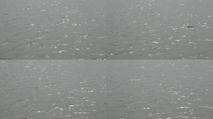 波光粼粼的湖面丨HLG原创视频
