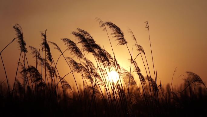 夕阳芦苇随风飘荡悲伤