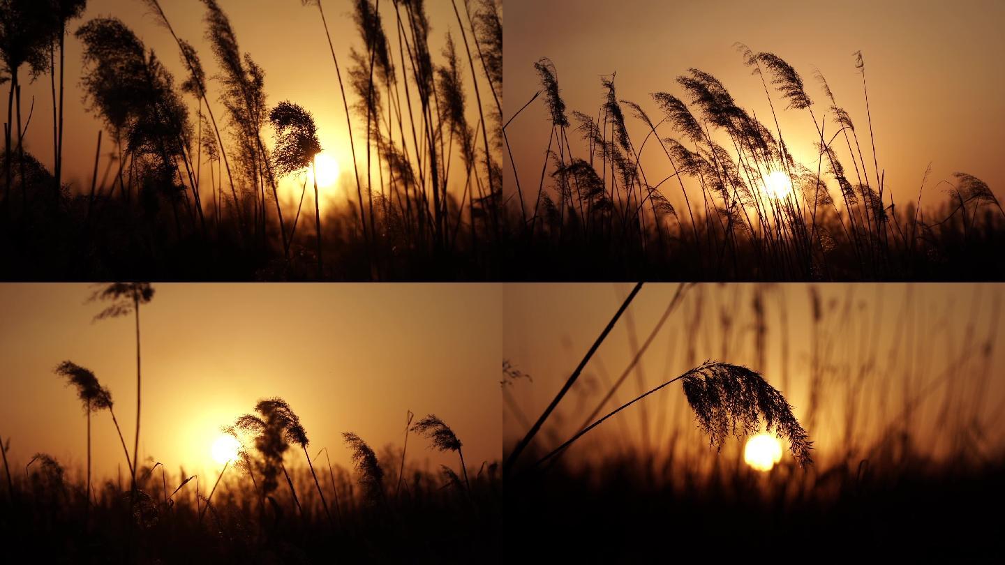 夕阳芦苇随风飘荡悲伤