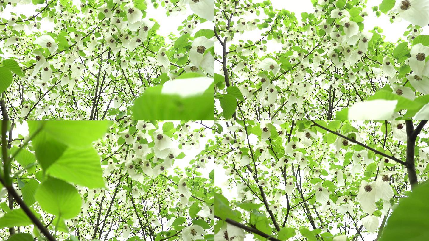 4K原创实拍珙桐花绿色植物