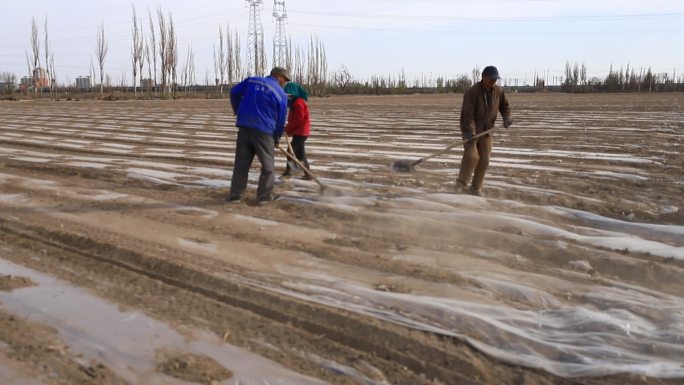 新疆棉花人工播种覆膜
