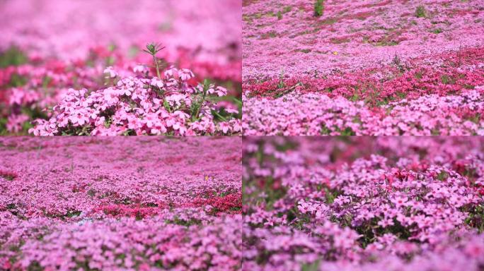 芝樱花花海实拍