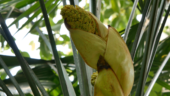 棕笋_棕榈_棕榈树花苞_天然植物食品药材