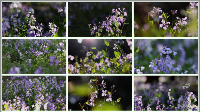 春天花开二月兰120升格