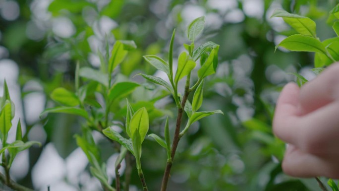 古树茶采茶