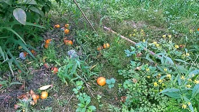 橘子柑子滞销腐烂在地里