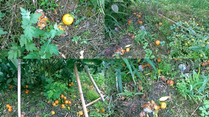 橘子柑子滞销腐烂在地里