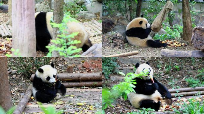 大熊猫在玩耍吃竹子