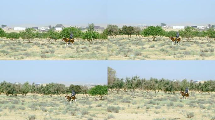 沙漠中骑着毛驴的阿拉伯小伙