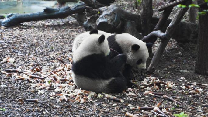 熊猫镜头一组，熊猫基地，动物园参观的游客