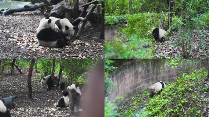 熊猫镜头一组，熊猫基地，动物园参观的游客