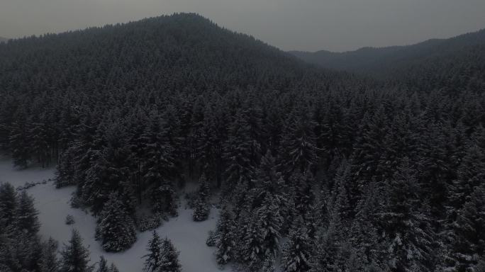 4K航拍雪树林