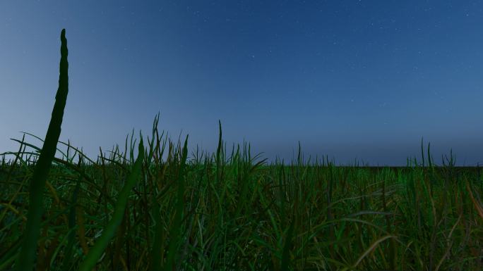 夜间草丛