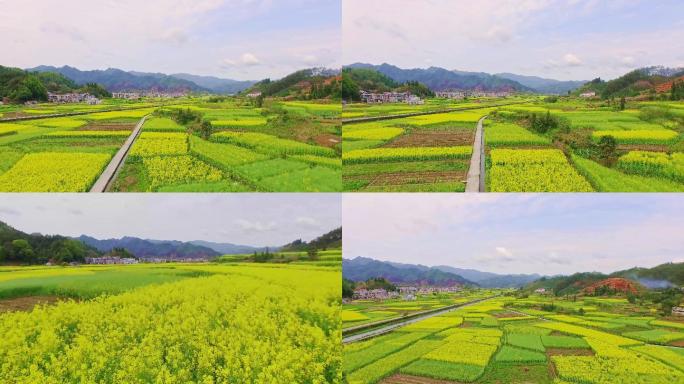 4k航拍风景油菜花田园乡村