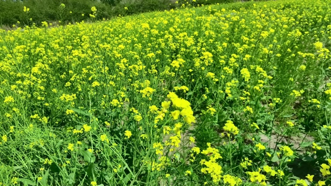 油菜花，黄花，菜园。