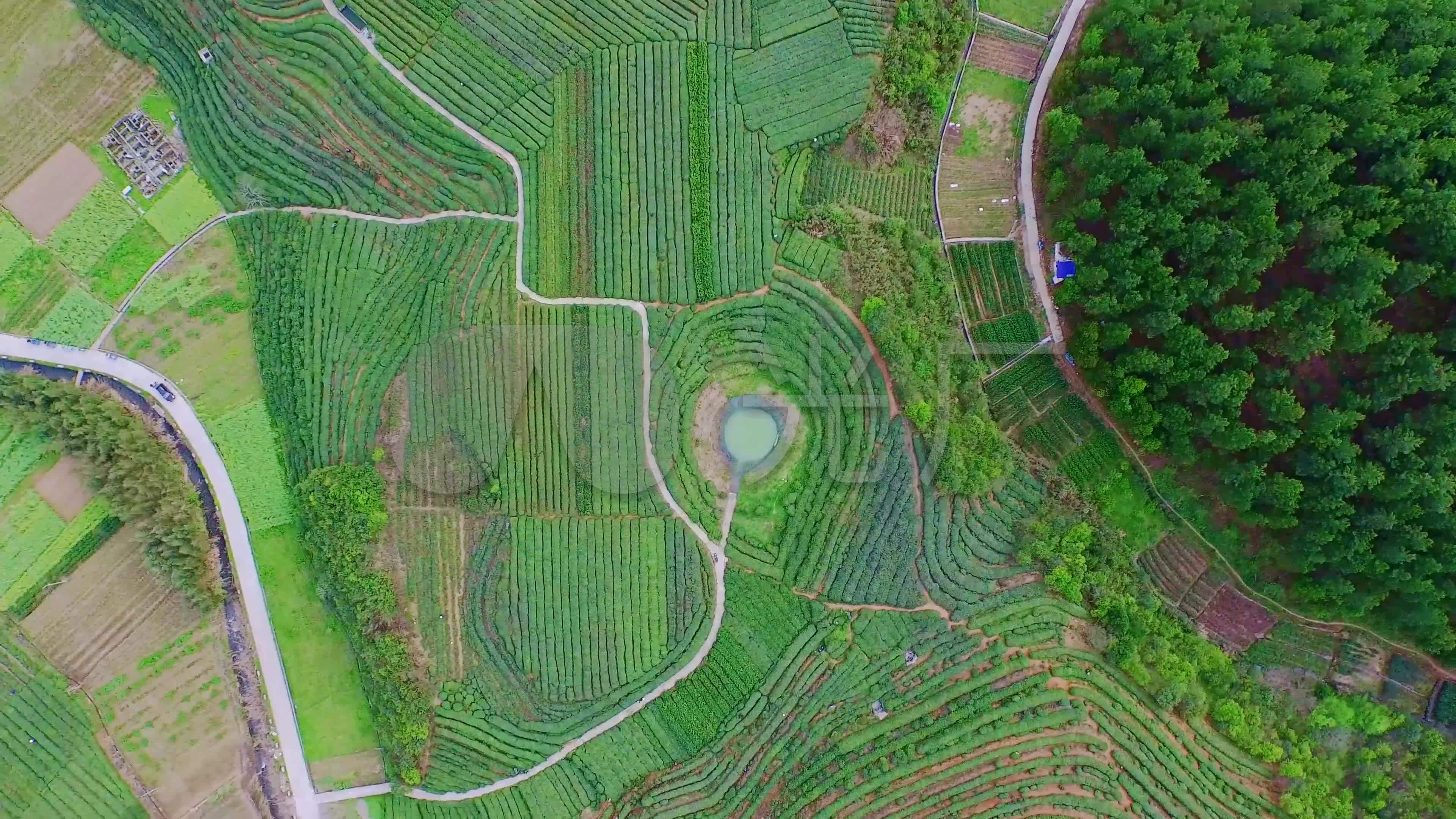 4k航拍茶园茶山整齐俯拍旋_3840x2160_高清视频素材下载(编号:5674228