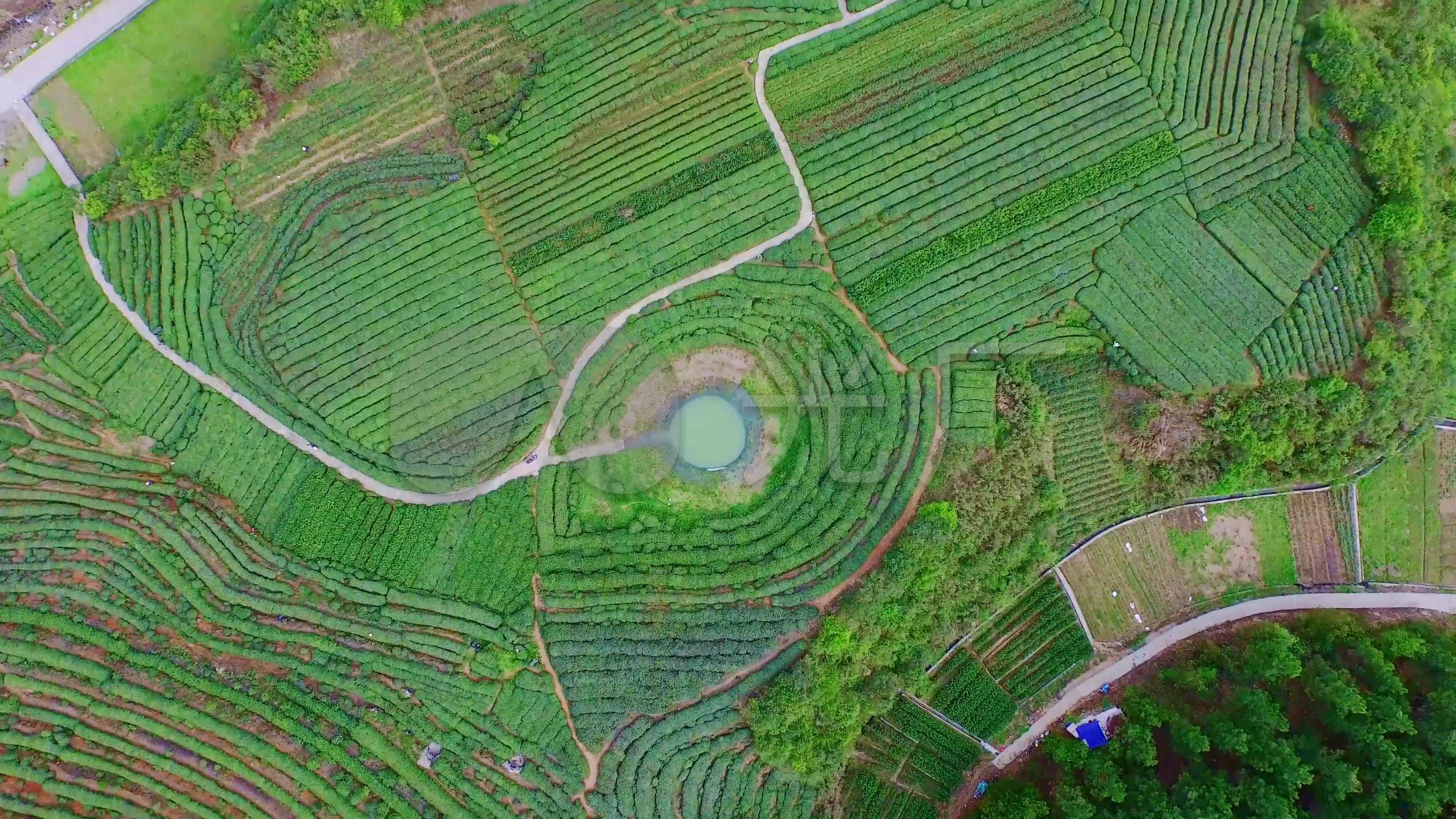 4k航拍茶园茶山整齐俯拍旋_3840x2160_高清视频素材下载(编号:5674228