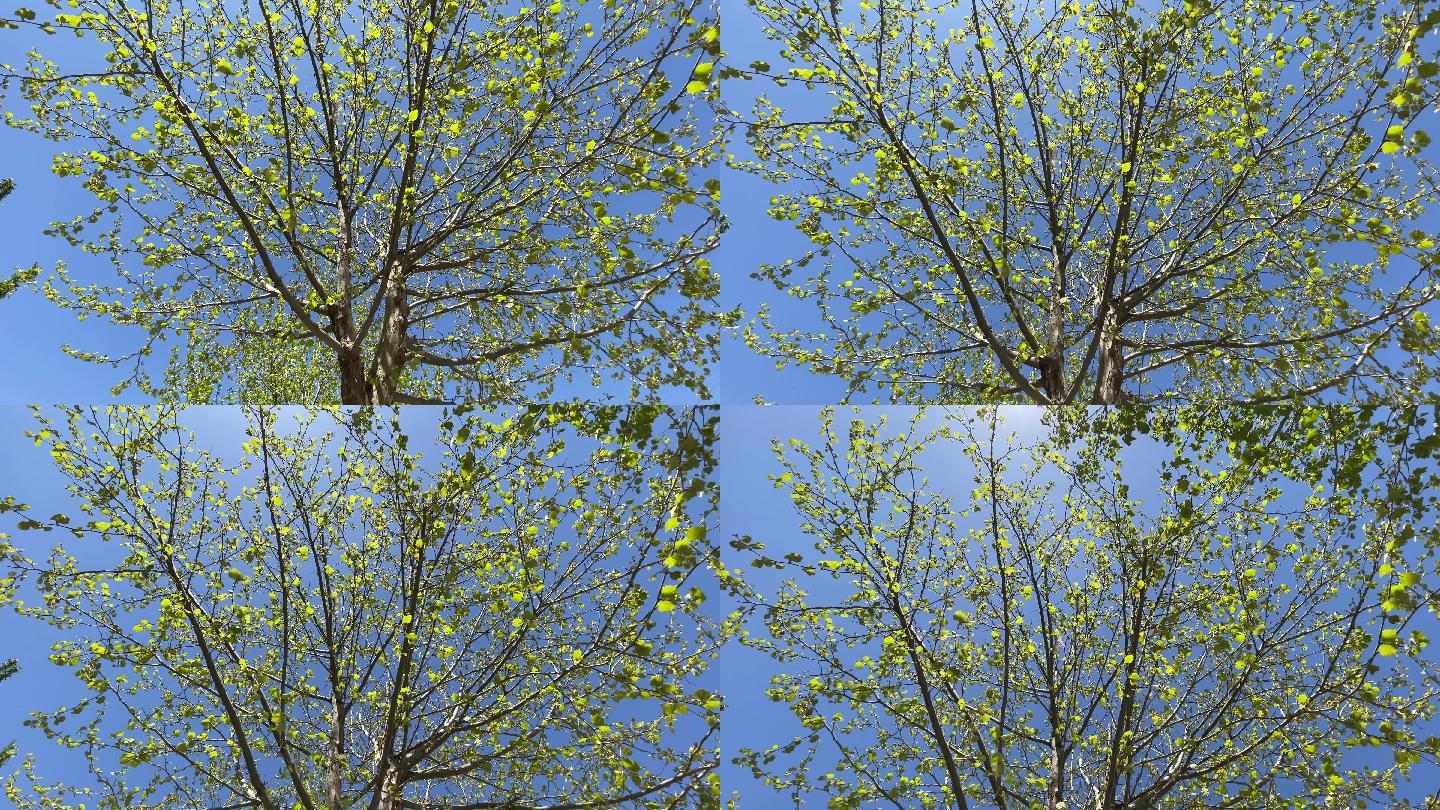 4K60P春天蓝天下发芽的大树仰视