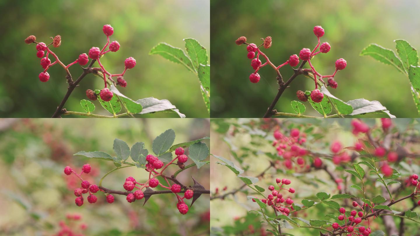 4K花椒特写收获红花椒