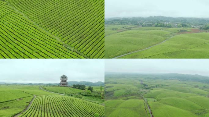 遵义湄潭凤冈茶山茶海茶园风光