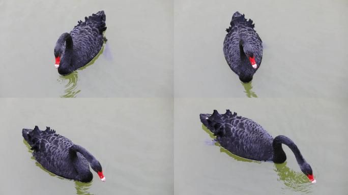 黑天鹅在水中戏水
