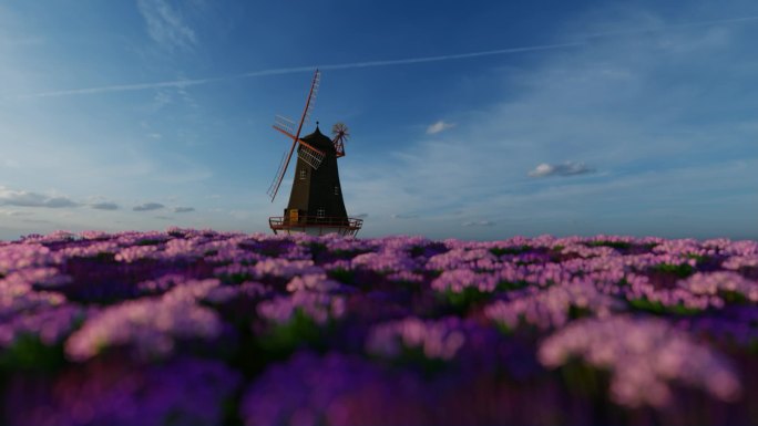 荷兰唯美的薰衣草花海