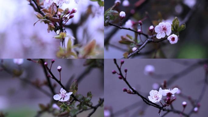 雨中观赏李子树花