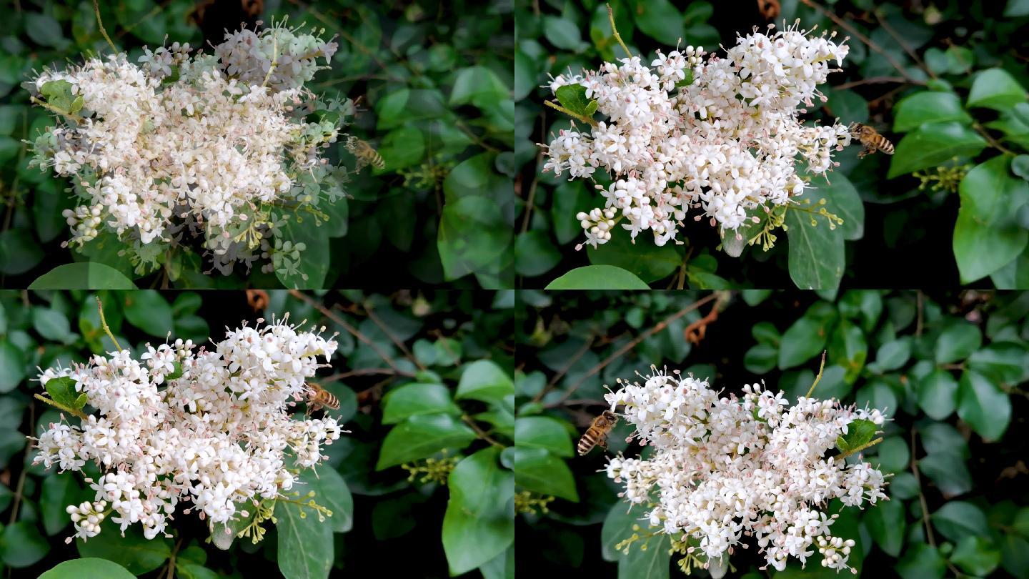 女贞树开花蜜蜂采蜜升格慢镜头慢动作实拍