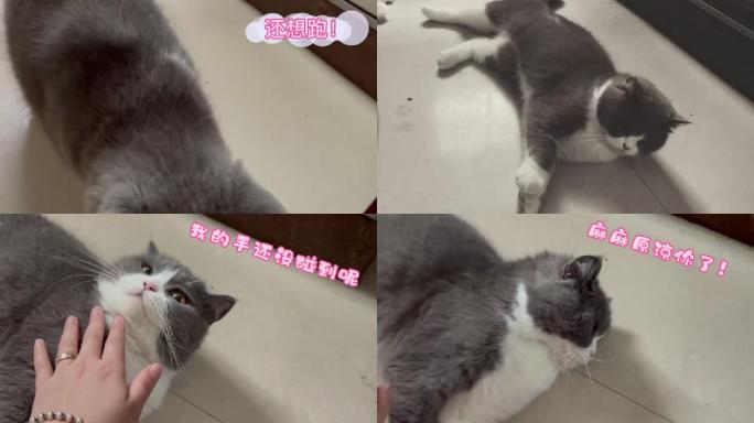 可爱猫咪碰瓷现场