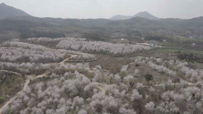 樱花风景园林乡村生活航拍