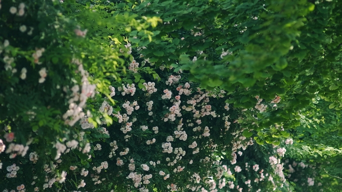 4k超长唯美蔷薇花下雨