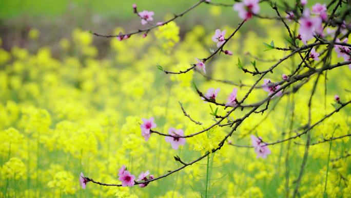 4k实拍春天油菜花-桃花