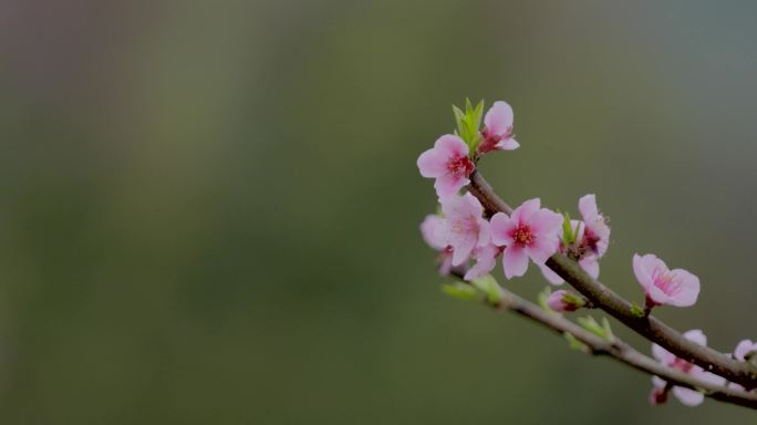 桃花特写