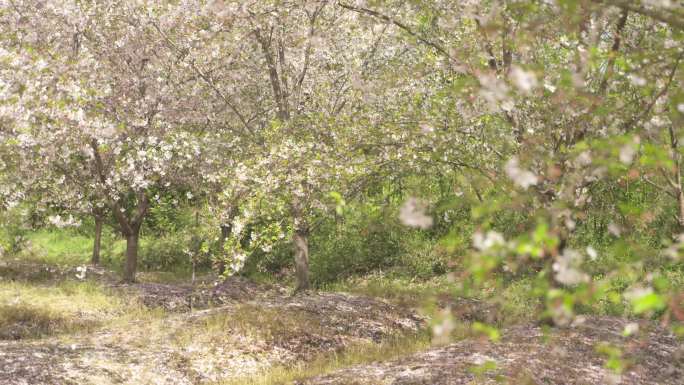 杭州樱花空镜头环境自然春天
