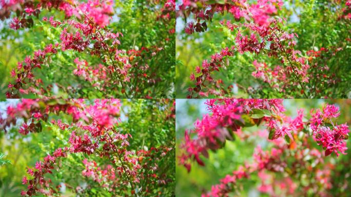 红花檵木、红色金缕梅