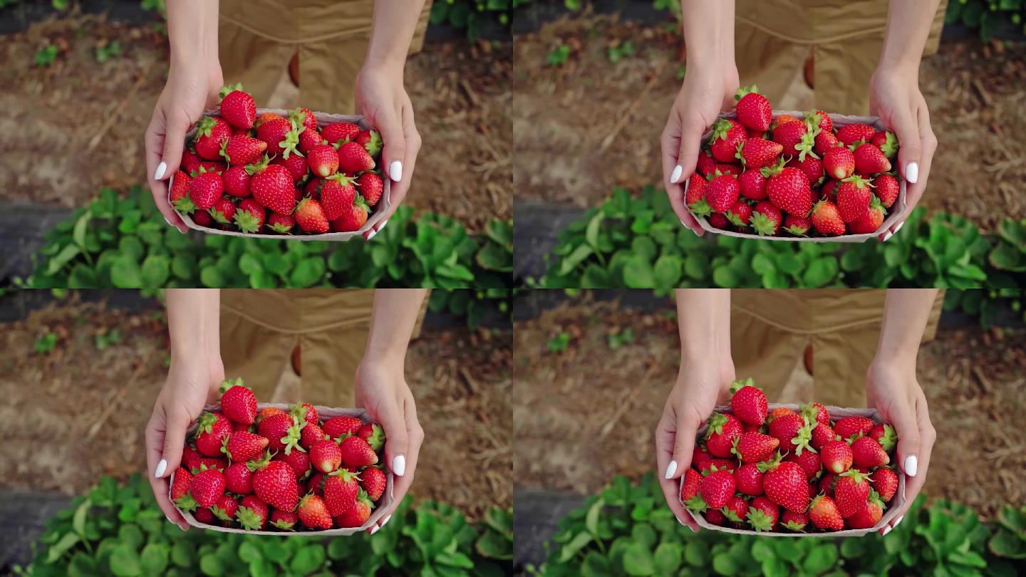 草莓采摘绿色无污染水果