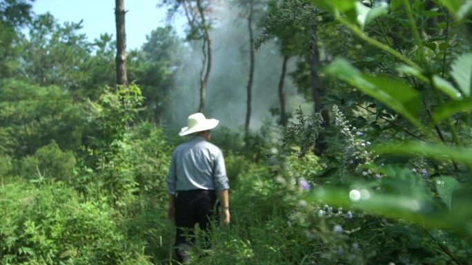 药农采药深山草药森林探索