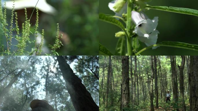 药农采药深山草药森林探索