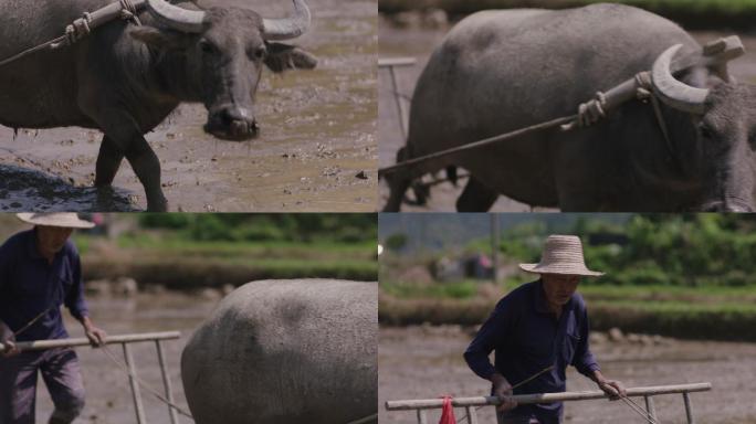 水牛农田乡村农村犁田水牛犁田