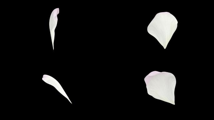 三维梨花花瓣循环通道素材