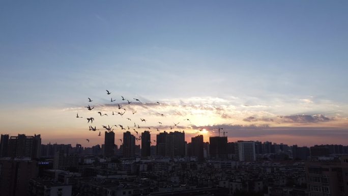 01飞鸟鸟群飞过天空城市上空晚霞