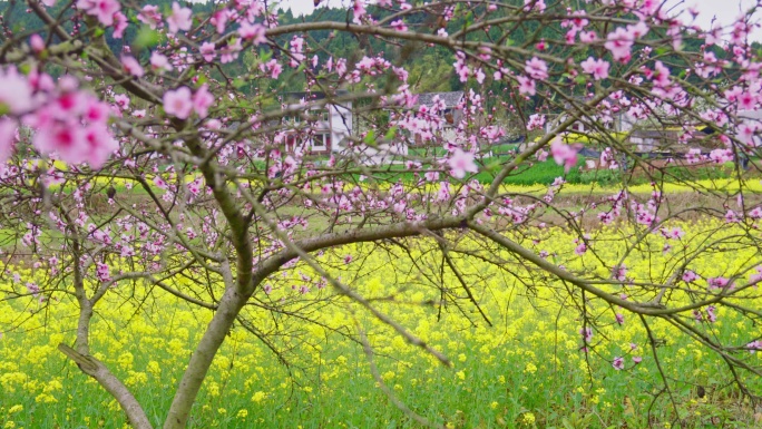 实拍4k-桃花-油菜花田