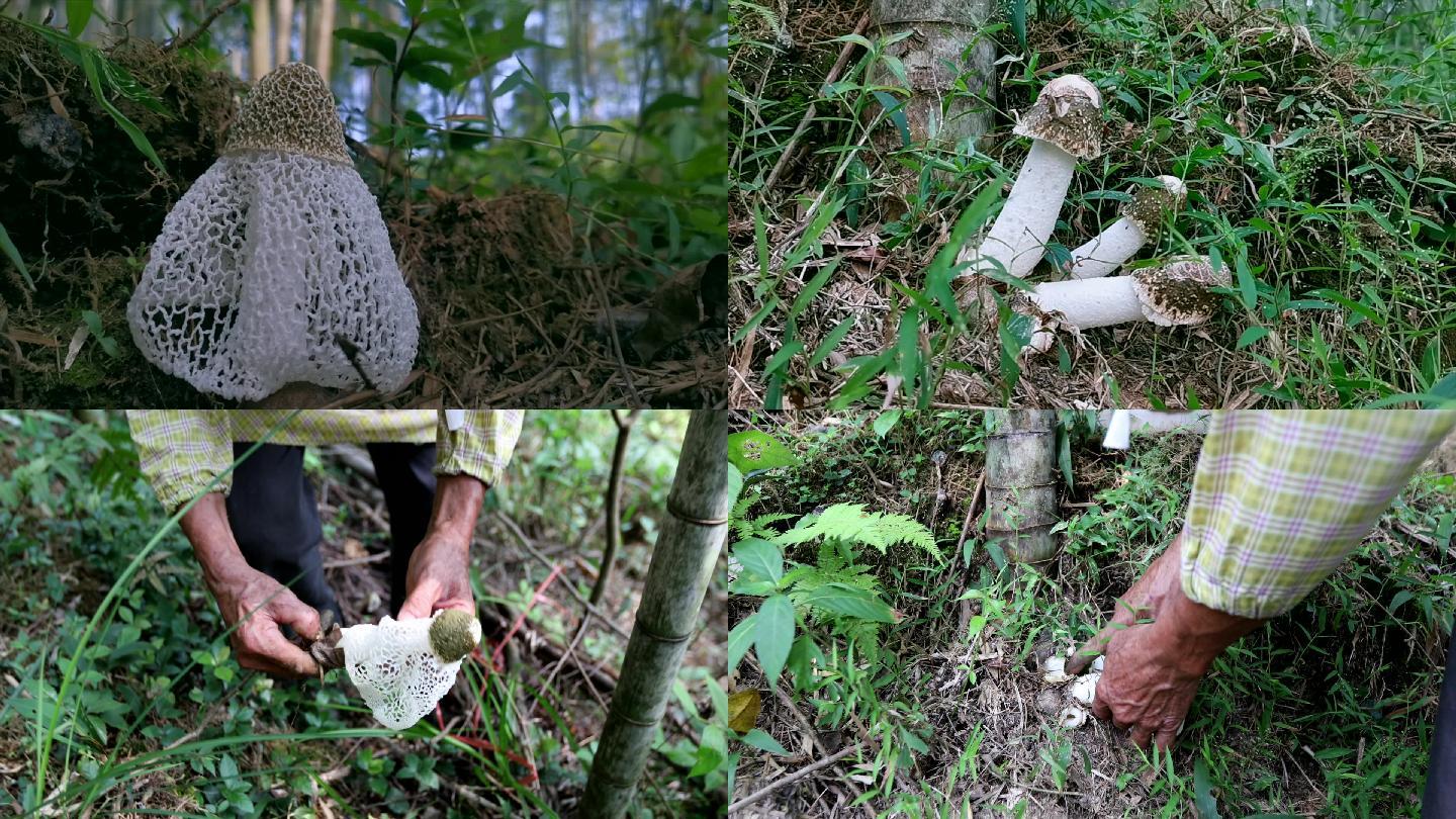 竹荪生长过程(部分延时拍摄)画质检查举报作品下载小样0声明水印不