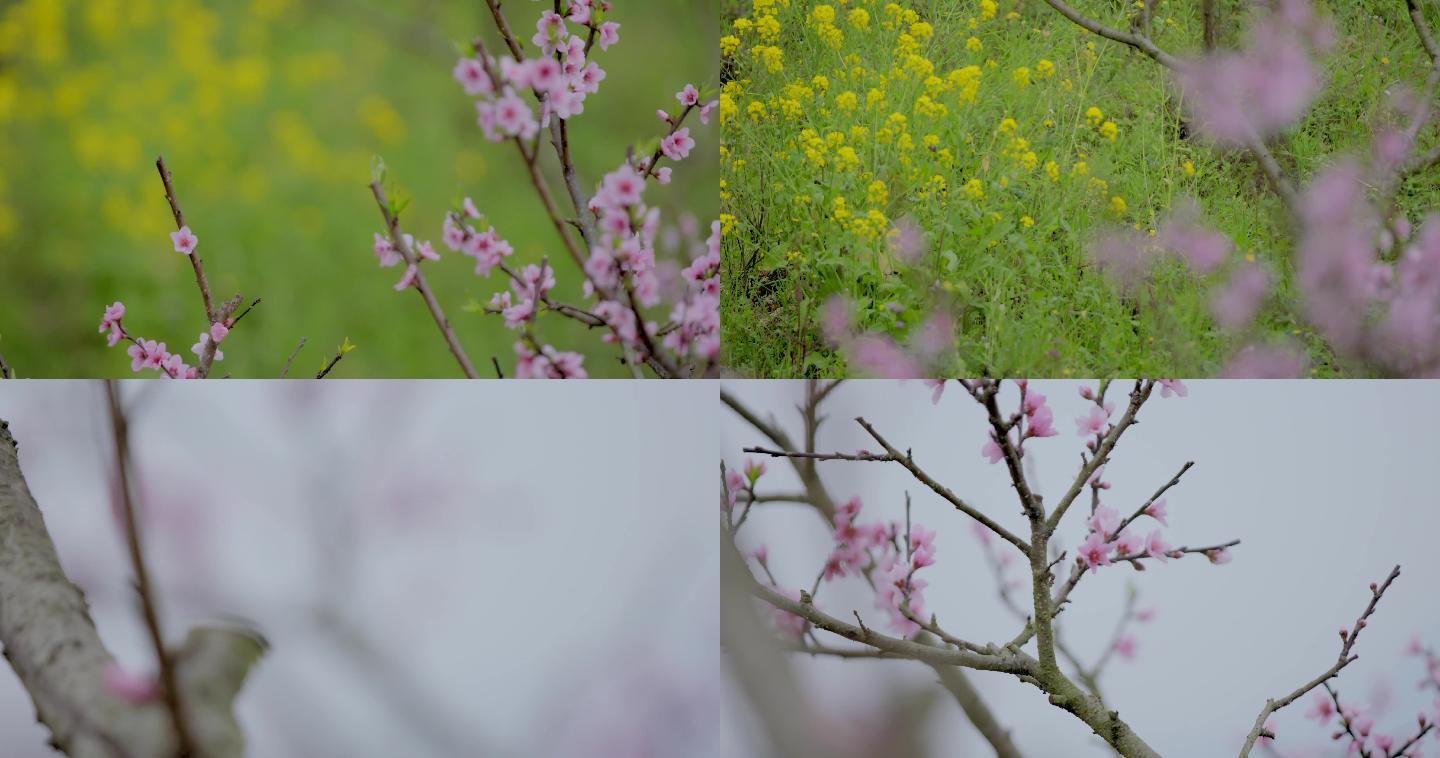 春日桃花