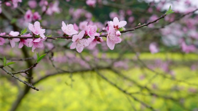 4k实拍春天油菜花-桃花