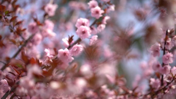 樱花海棠4k拍摄