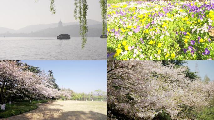 杭州樱花空镜头环境自然春天