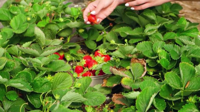 采摘草莓生态果园绿色农场