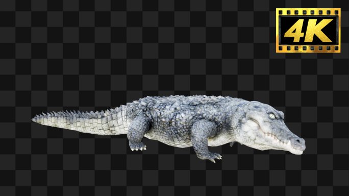 原创鳄鱼全息特效【Alpha通道】3