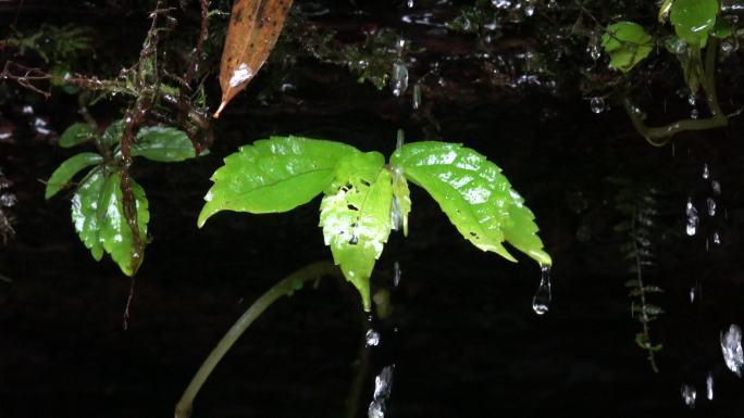 雨滴落在植物上